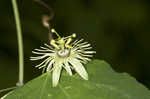 Yellow passionflower